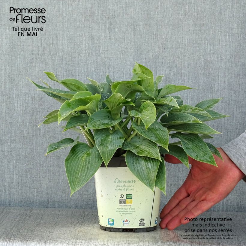 Hosta tardiana Halcyon Vaso da 1L/1,5L esemplare consegnato in primavera