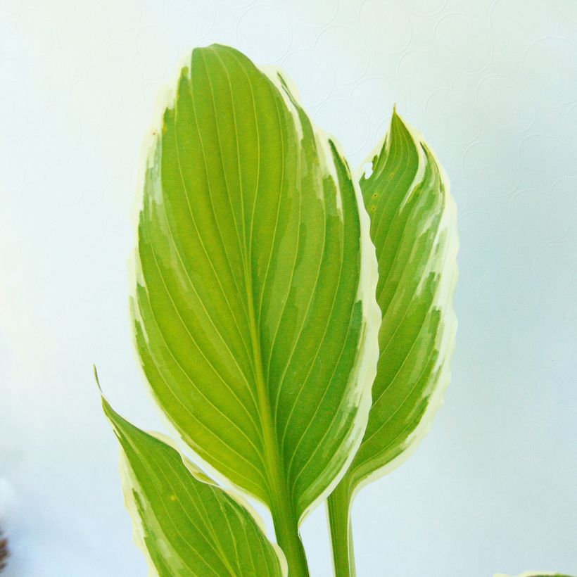 Hosta undulata albomarginata (Fogliame)