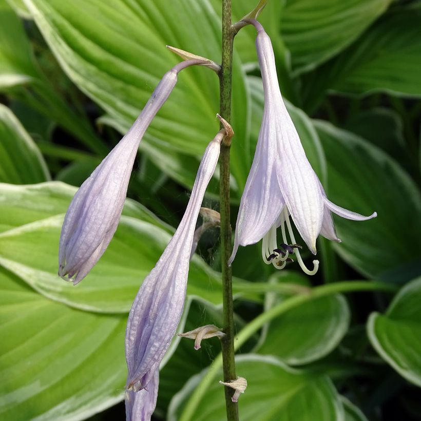 Hosta undulata albomarginata (Fioritura)
