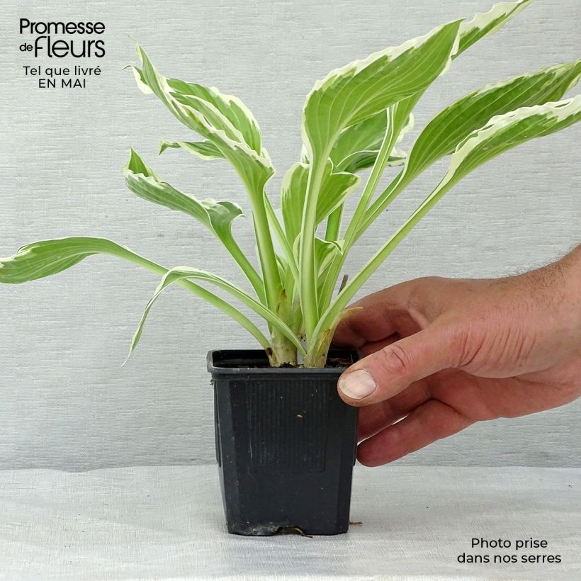Hosta undulata albomarginata Vasetto da 8/9 cm esemplare consegnato in primavera