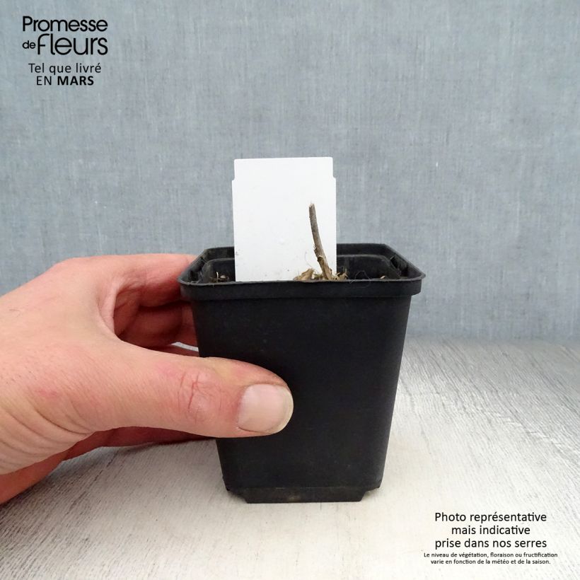 Hosta undulata var. univittata Vasetto da 8/9 cm esemplare consegnato in primavera