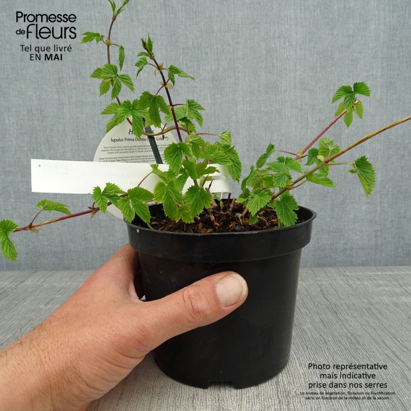 Luppolo Prima Donna - Humulus lupulus Vaso da 1,5L/2L esemplare consegnato in primavera