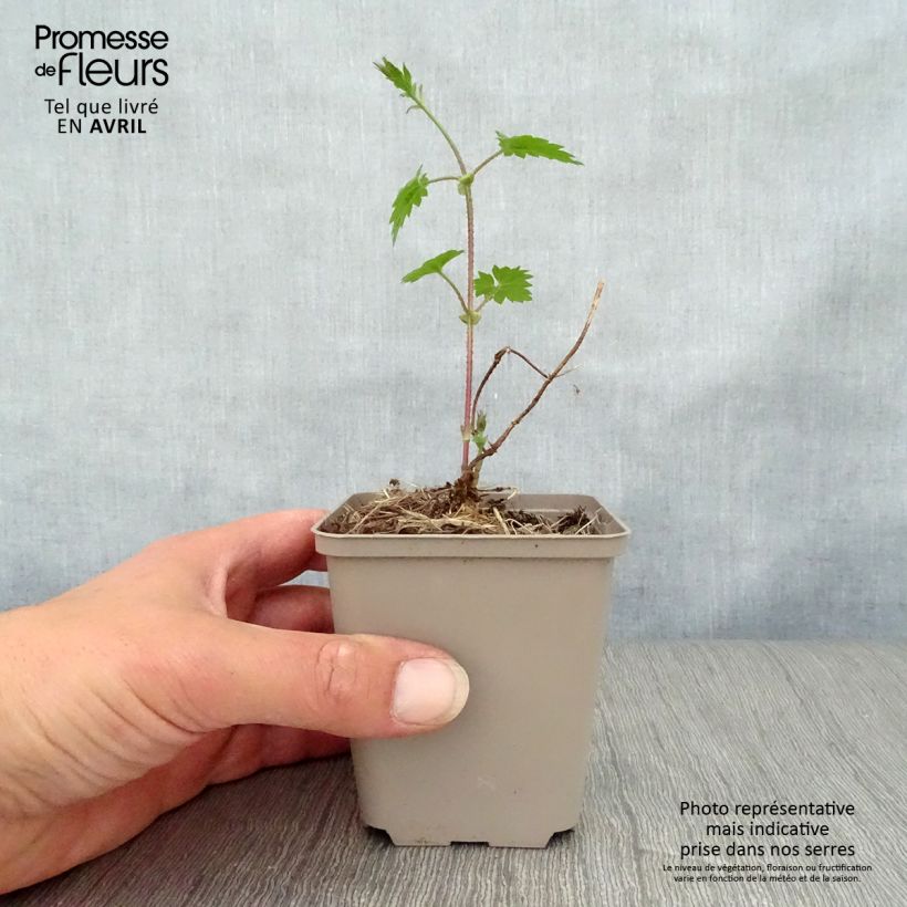 Example of Luppolo - Humulus lupulus Vasetto da 8/9 cm as you get in printemps