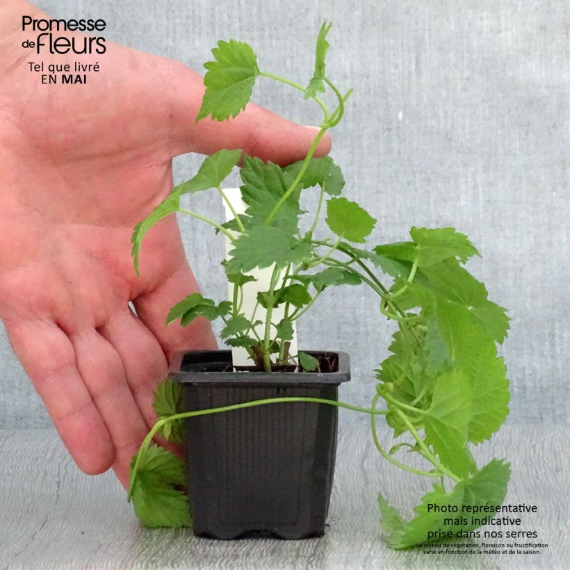 Luppolo Jupiter - Humulus lupulus Vasetto da 7/8 cm esemplare consegnato in primavera