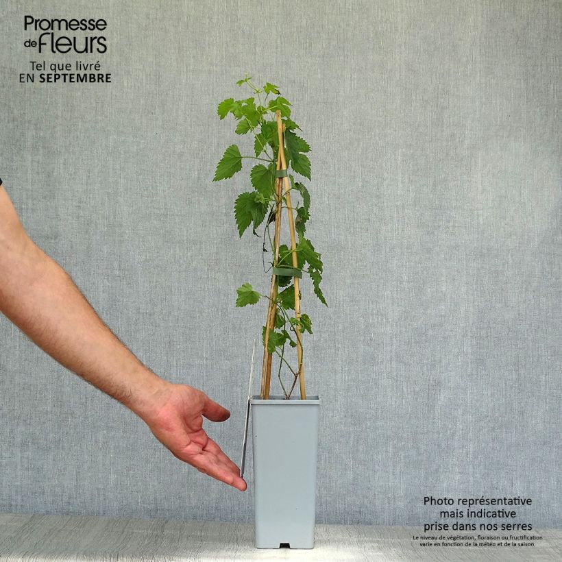 Esemplare di Luppolo Pure - Humulus lupulus Vaso da 1,5L/2L come consegnato in autunno