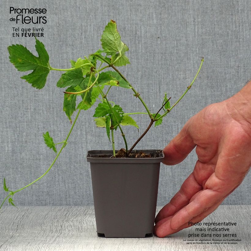 Esemplare di Humulus lupulus Magnum - Luppolo Vaso da 1,5L/2L come consegnato in autunno