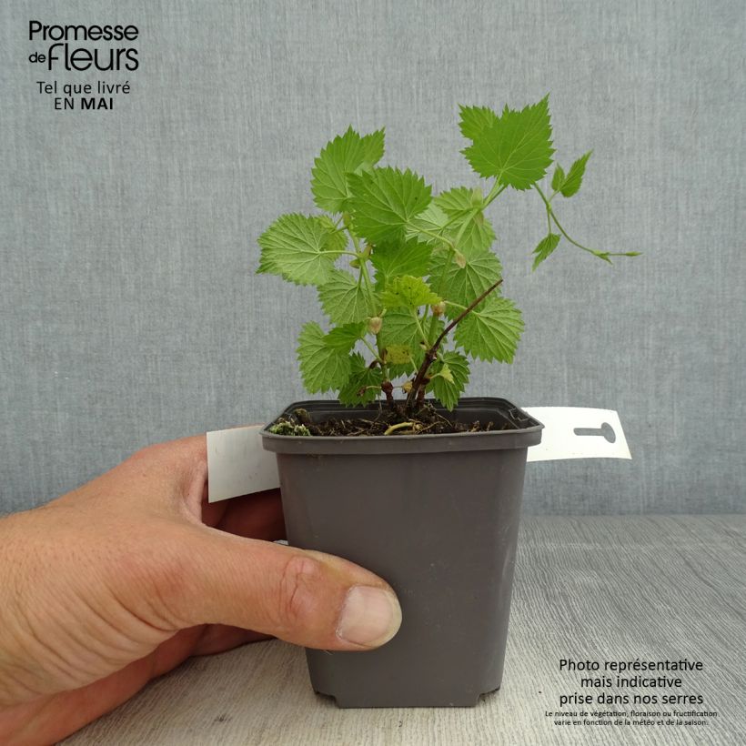 Example of Humulus lupulus Magnum - Luppolo Vaso da 1,5L/2L as you get in printemps