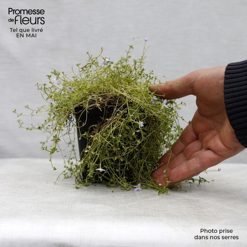 Houstonia caerulea Millard's Variety Vasetto da 8/9 cm esemplare consegnato in primavera