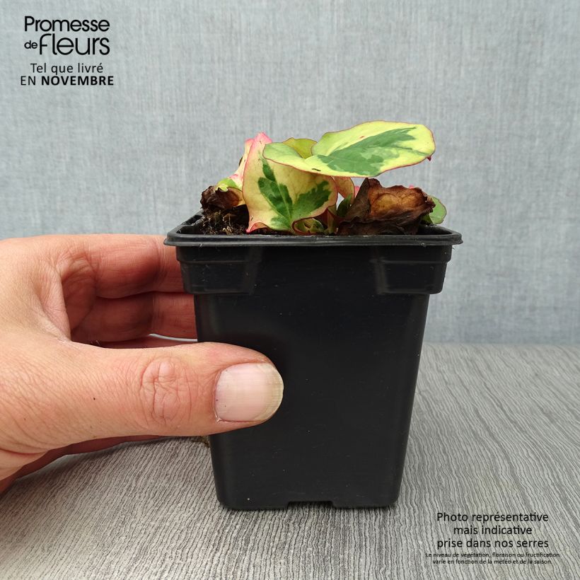 Esemplare di Houttuynia cordata Chameleon - Pianta camaleonte Vasetto da 7/8 cm come consegnato in autunno