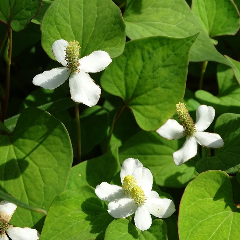 Houttuynia cordata - Pianta camaleonte (Flowering)