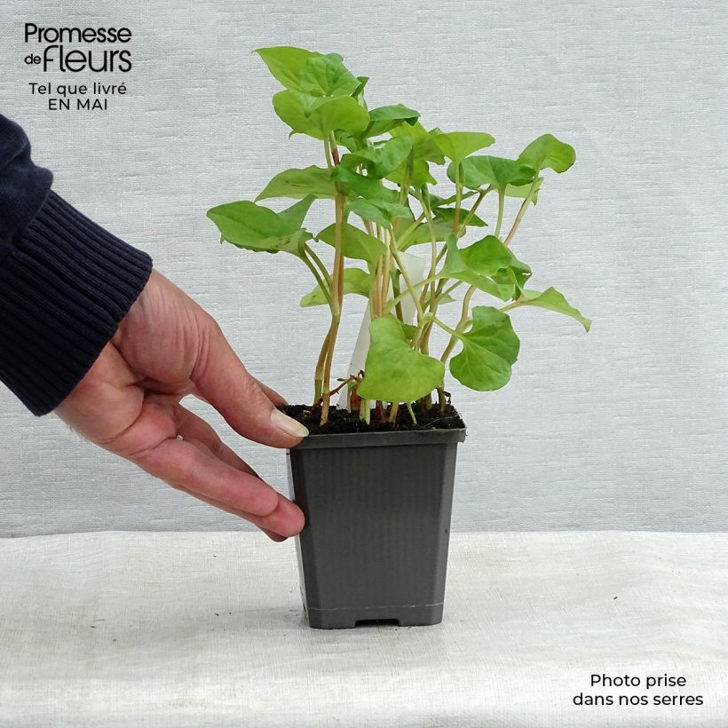 Example of Houttuynia cordata - Pianta camaleonte Vasetto da 8/9 cm as you get in printemps