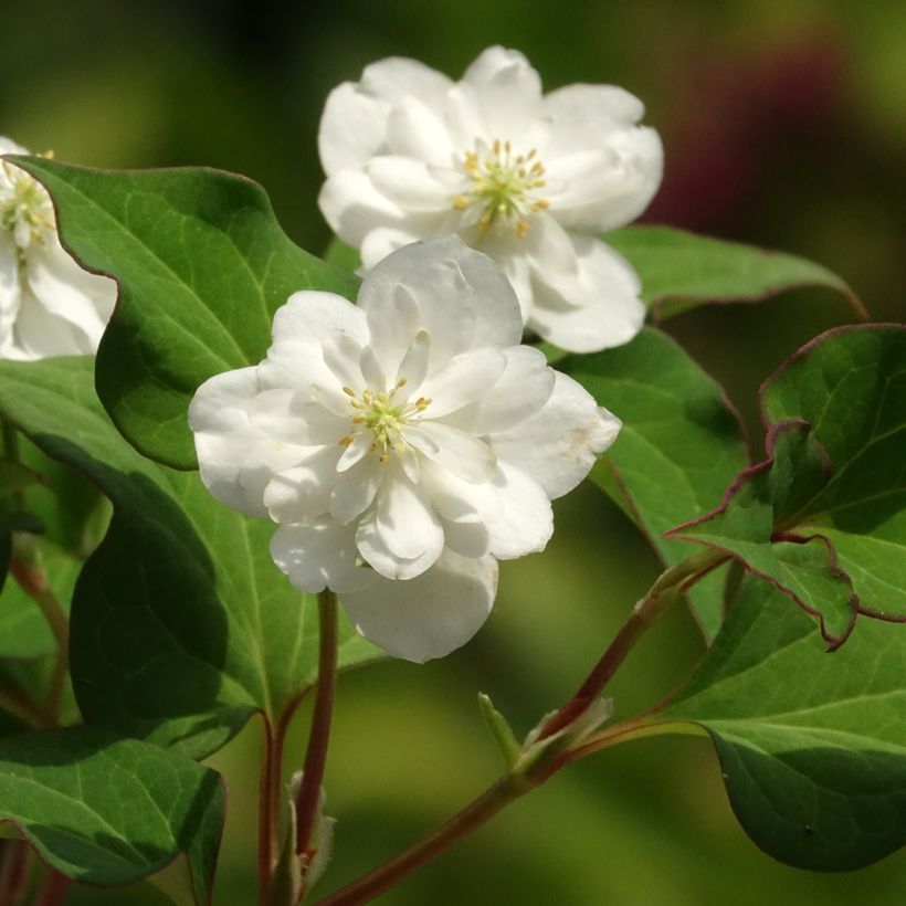 Houttuynia cordata Flore Pleno - Pianta camaleonte (Fioritura)