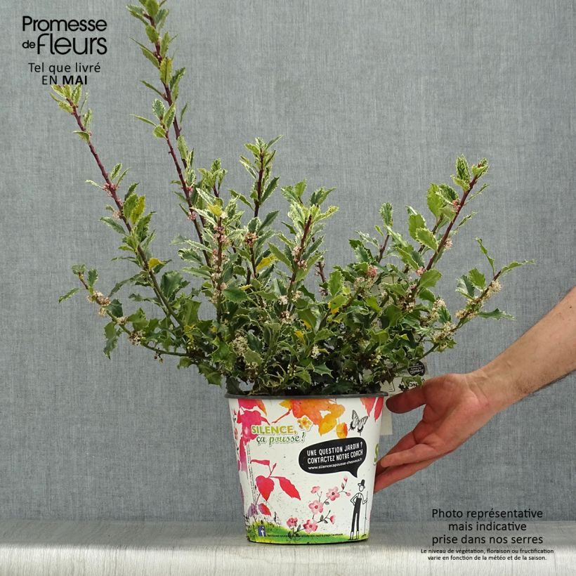 Ilex aquifolium Ingramii - Agrifoglio variegato Vaso da 2L/3L esemplare consegnato in primavera