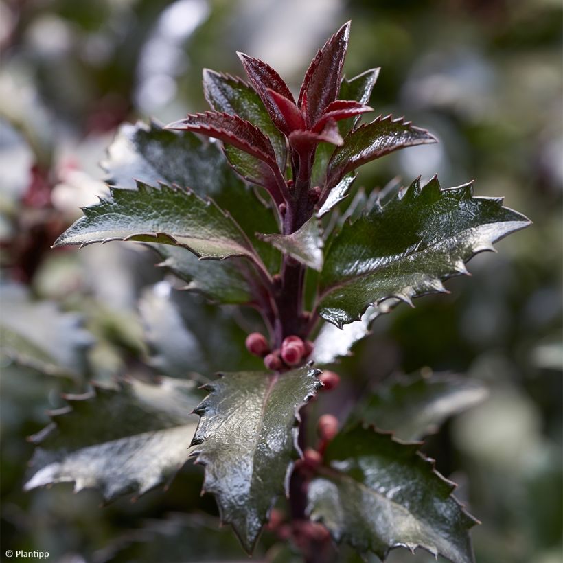 Ilex meserveae Gentle - Agrifoglio (Fogliame)