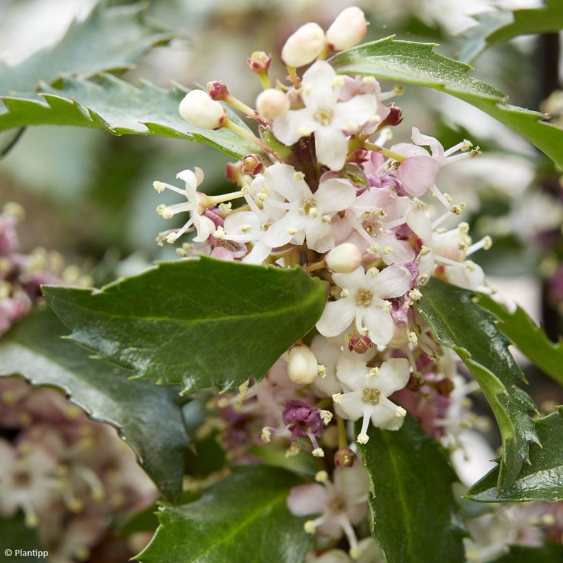 Ilex meserveae Gentle - Agrifoglio (Fioritura)