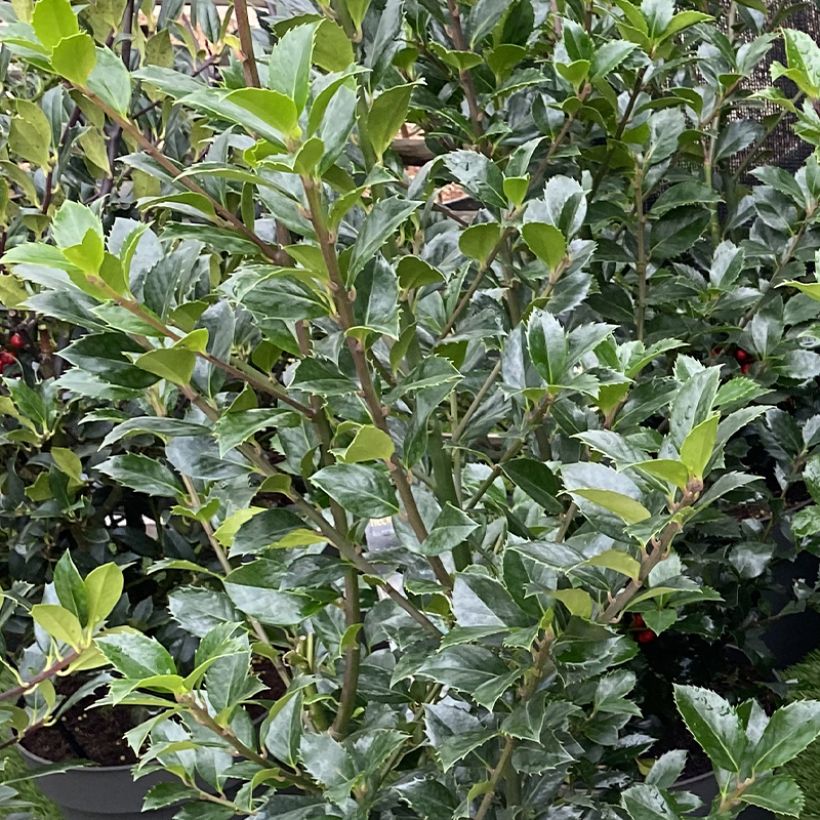 Ilex meserveae Heckenpracht - Agrifoglio (Foliage)