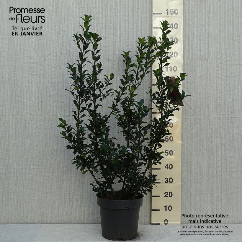 Houx - Ilex (x) meserveae Mesid Pot de 12L/15L esemplare consegnato in inverno