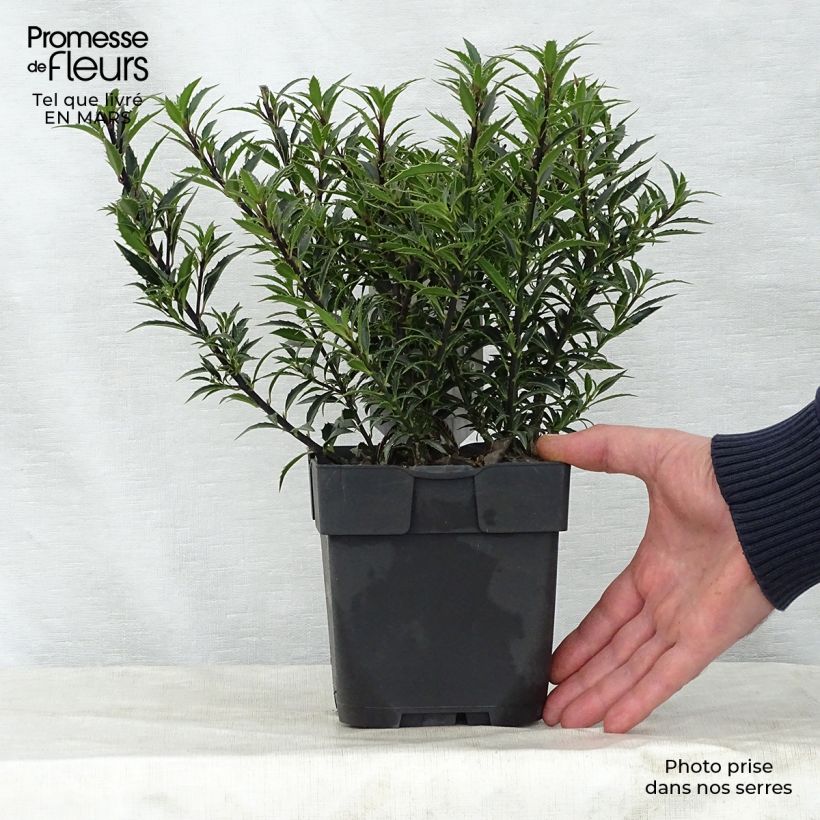 Example of Ilex aquifolium Myrtifolia - Agrifoglio Vaso da 2L/3L as you get in printemps