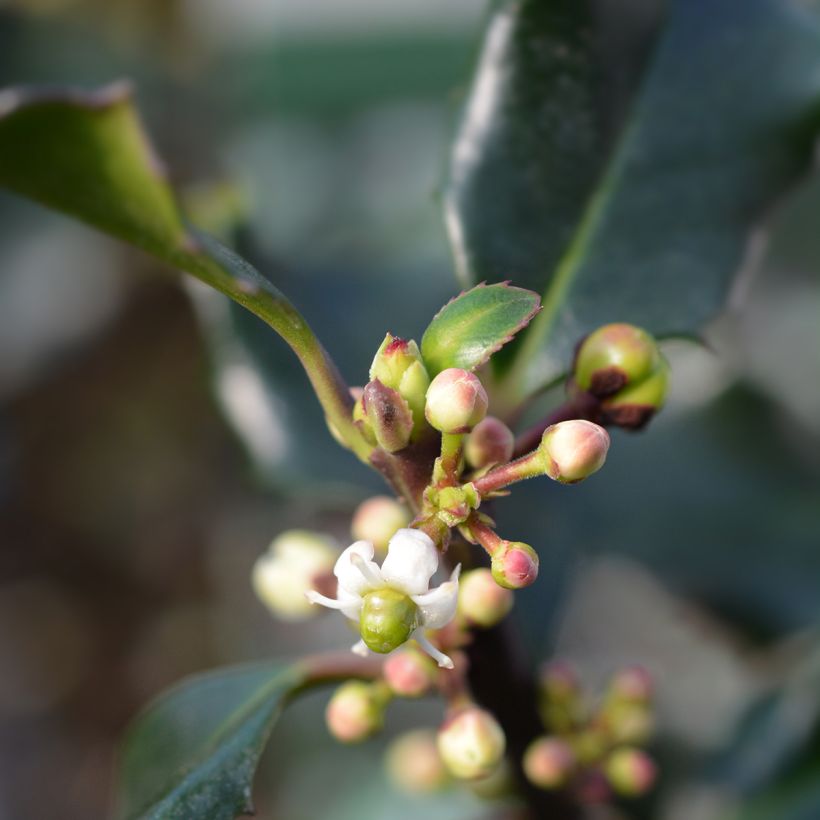 Ilex meserveae Blue Angel - Agrifoglio (Fioritura)