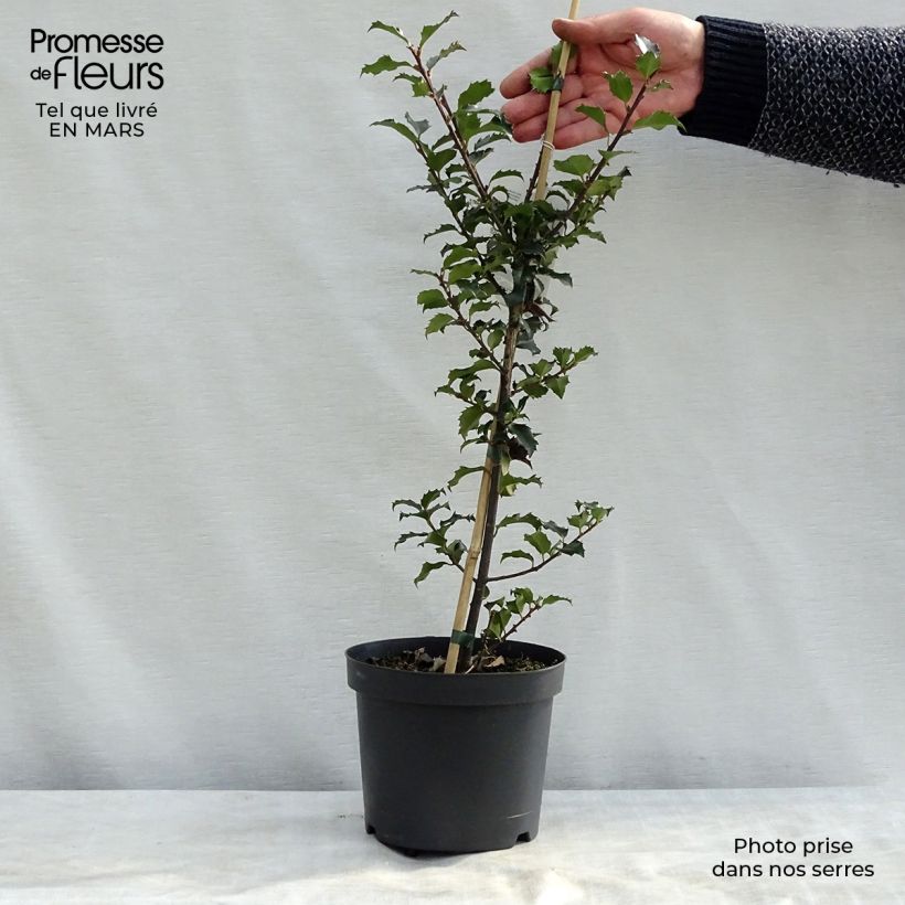 Ilex meserveae Blue Angel - Agrifoglio Vaso da 2L/3L esemplare consegnato in primavera