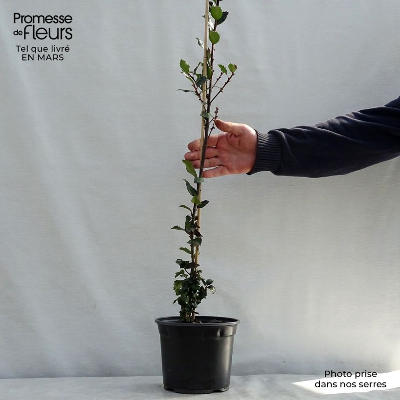 Ilex meserveae Blue Prince - Agrifoglio Vaso da 2L/3L esemplare consegnato in primavera