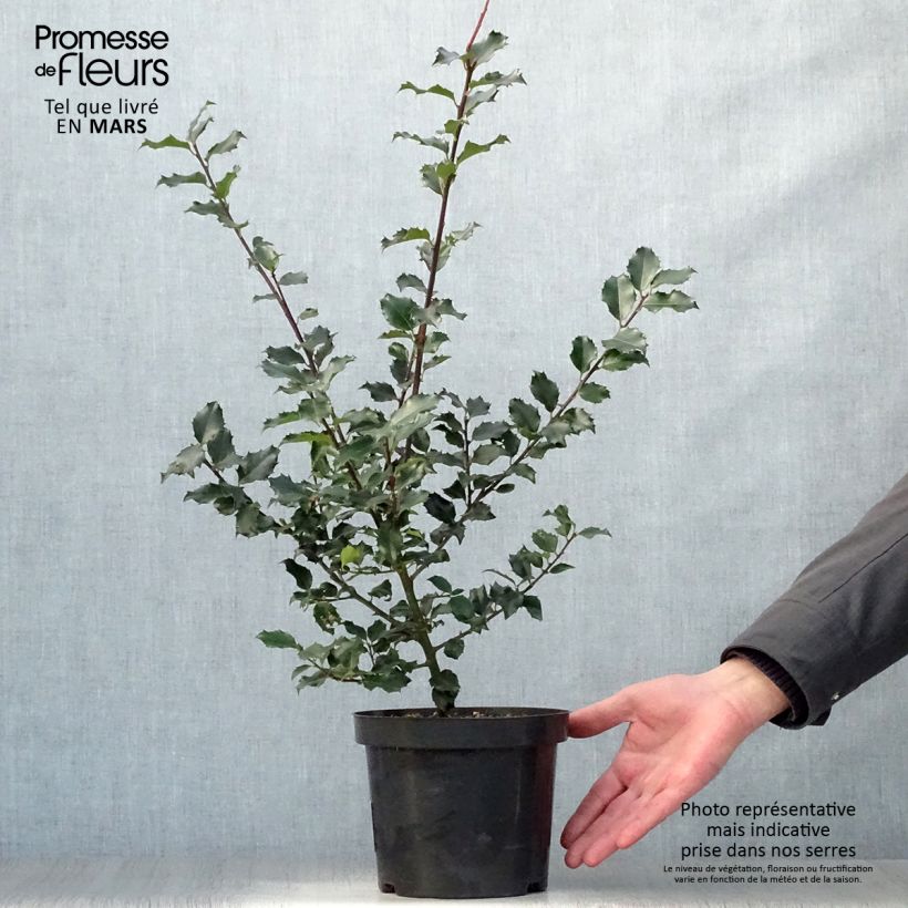 Ilex meserveae Blue princess - Agrifoglio Vaso da 2L/3L esemplare consegnato in primavera