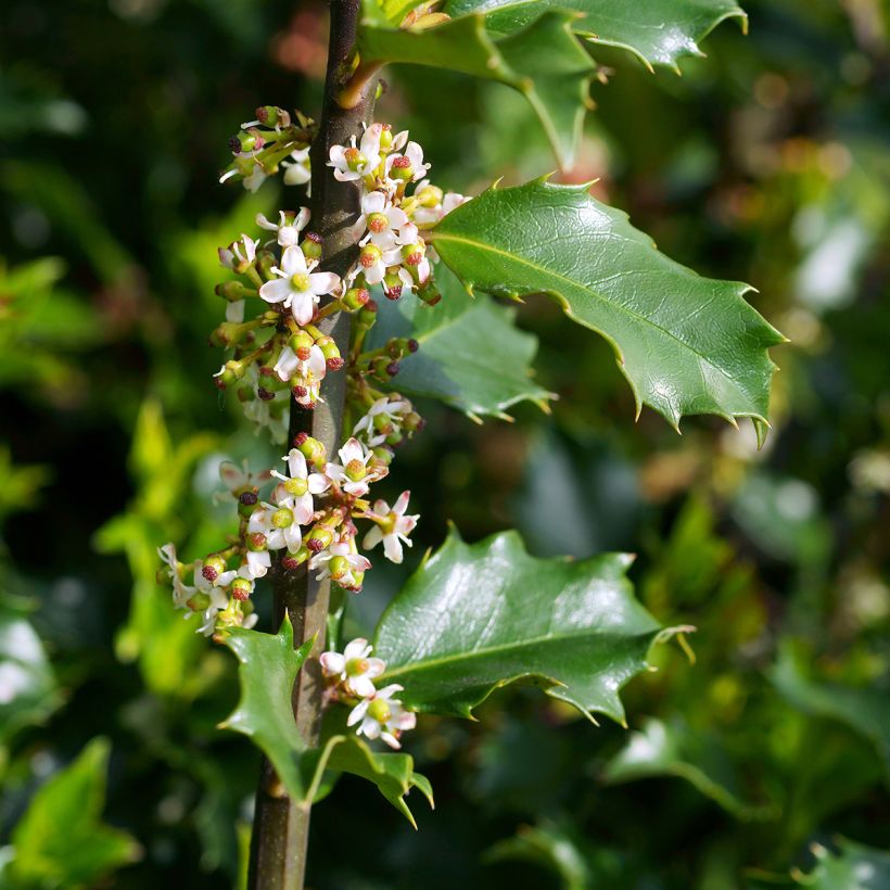 Ilex meserveae Blue princess - Agrifoglio (Fioritura)