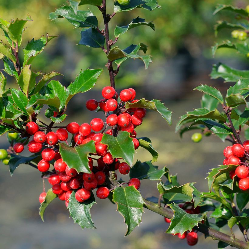 Ilex meserveae Blue princess - Agrifoglio (Raccolta)