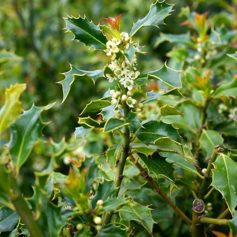 Ilex aquifolium Alaska - Agrifoglio (Fioritura)
