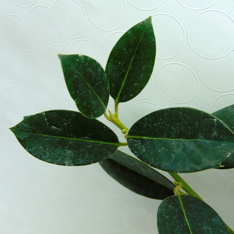 Ilex aquifolium JC Van Tol - Agrifoglio (Foliage)