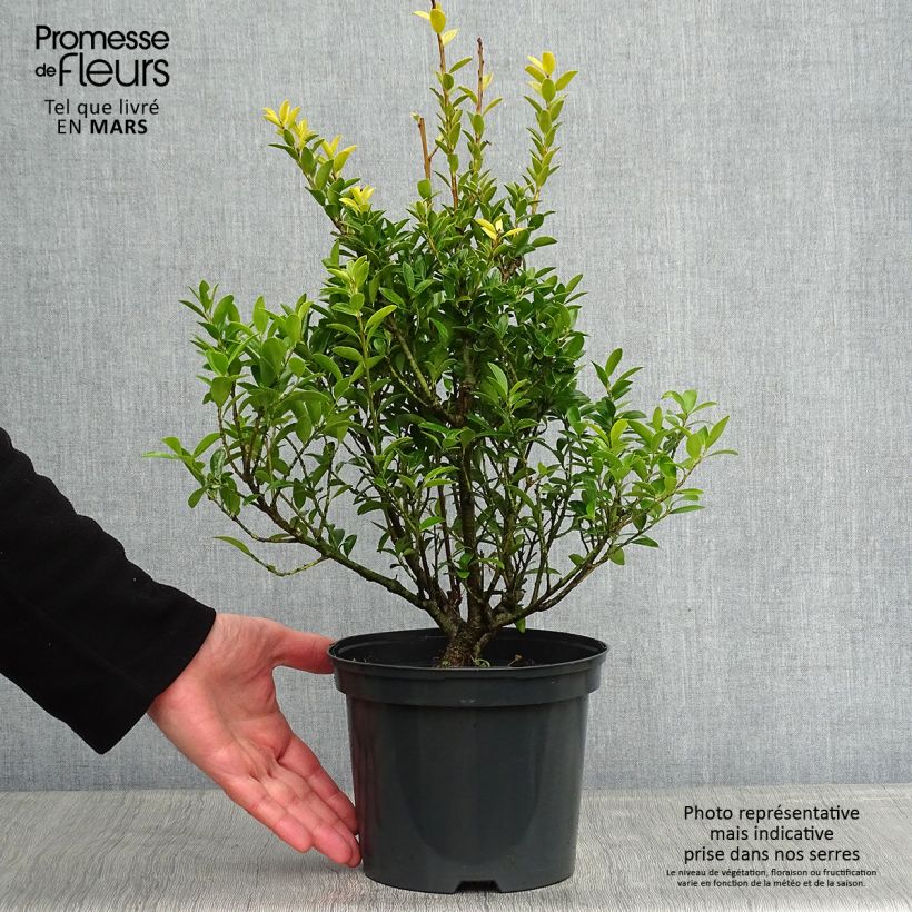 Example of Ilex crenata Blondie - Agrifoglio giapponese Vaso da 2L/3L as you get in hiver