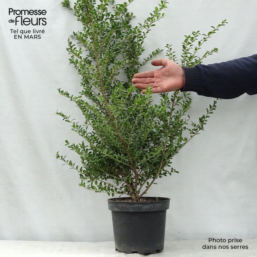 Ilex crenata Convexa - Agrifoglio giapponese Vaso da 4L/5L esemplare consegnato in primavera