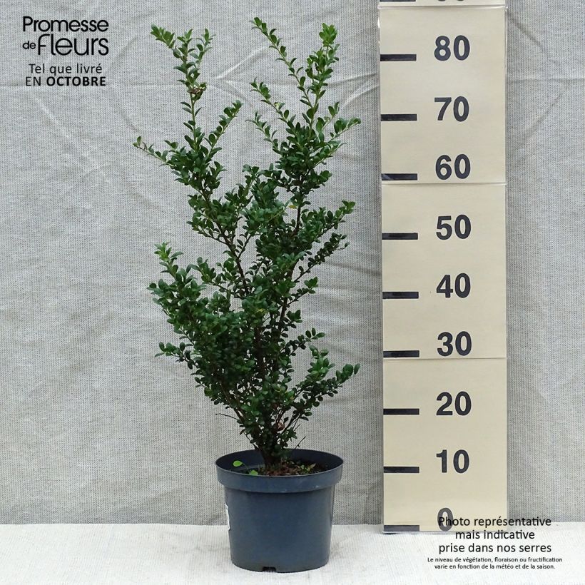 Esemplare di Ilex crenata Convexa - Agrifoglio giapponese Vaso da 4L/5L come consegnato in autunno