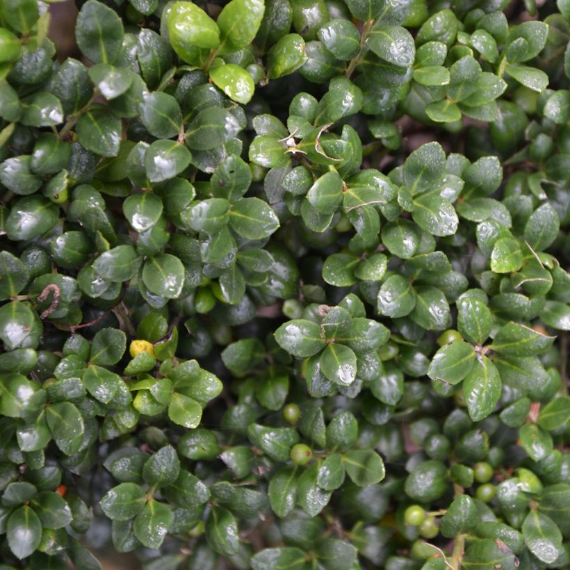 Ilex crenata Convexa - Agrifoglio giapponese (Fogliame)