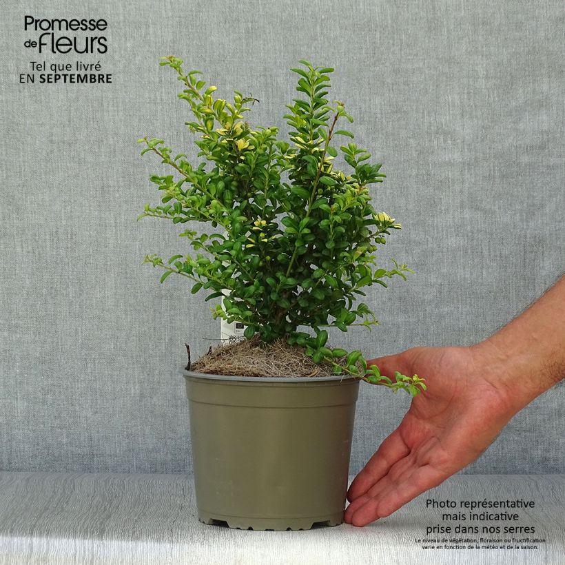 Esemplare di Ilex crenata Convexed Gold - Agrifoglio giapponese Vaso da Ø 12 cm / 13 cm come consegnato in autunno