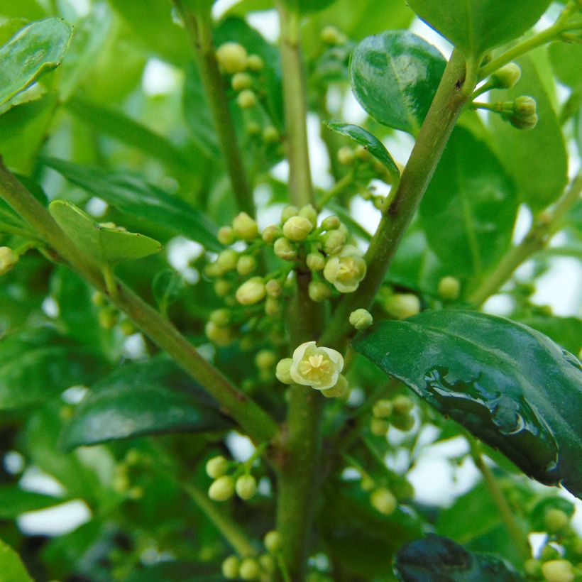 Ilex crenata Dark Green - Agrifoglio giapponese (Flowering)