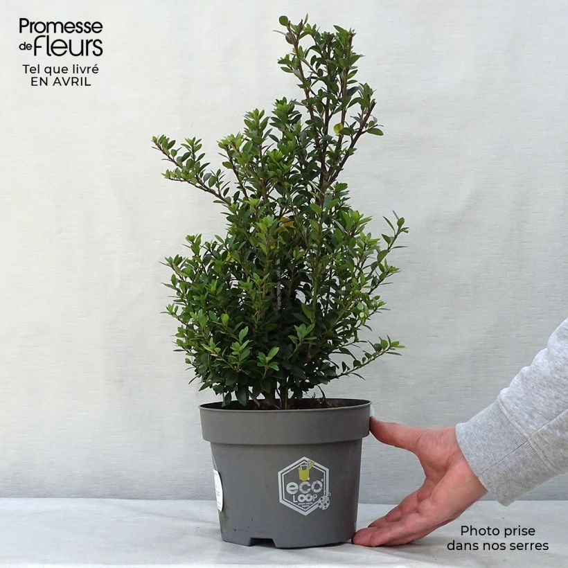 Example of Ilex crenata Dark Green - Agrifoglio giapponese Vaso da 2L/3L, A cespuglio as you get in printemps