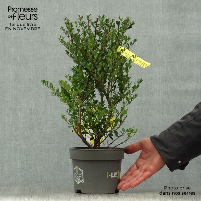Esemplare di Ilex crenata Dark Green - Agrifoglio giapponese Vaso da 2L/3L, A cespuglio come consegnato in autunno