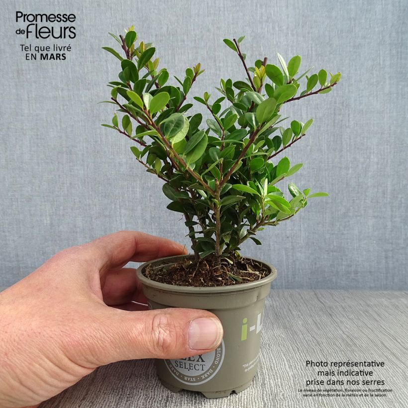 Example of Ilex crenata Dark Green - Agrifoglio giapponese Vasetto da 8/9 cm as you get in printemps