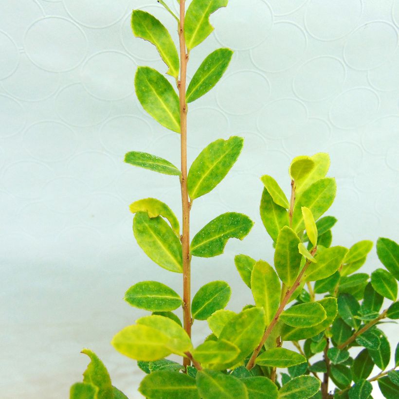 Ilex crenata Glory Gem - Agrifoglio giapponese (Foliage)