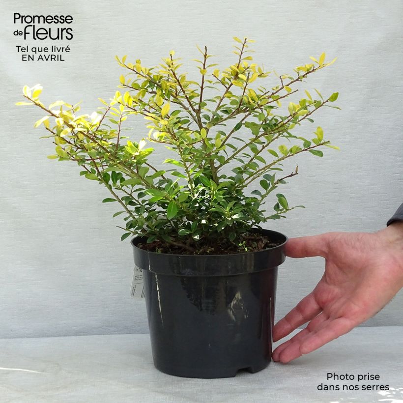 Example of Ilex crenata Golden Gem - Agrifoglio giapponese Vaso da 2L/3L as you get in printemps