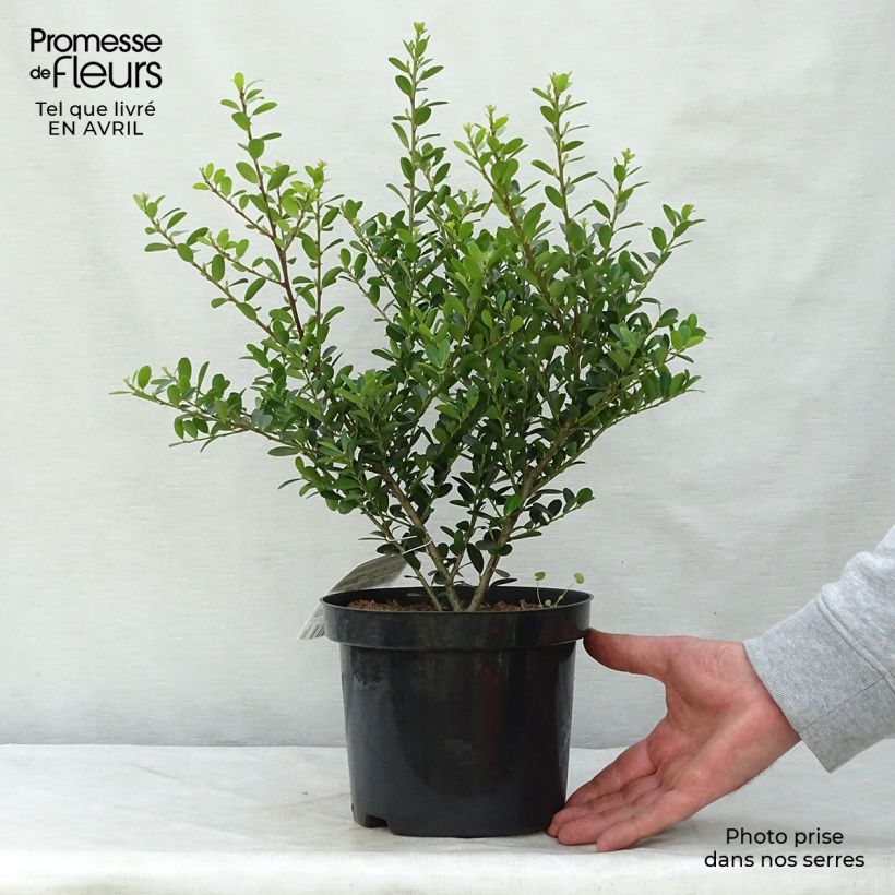 Example of Ilex crenata Green Hedge - Agrifoglio giapponese Vaso da 2L/3L as you get in printemps