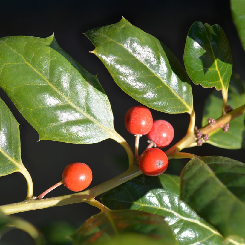 Ilex Nellie R. Stevens - Agrifoglio (Raccolta)
