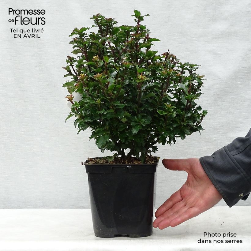 Example of Ilex meserveae Little Rascal - Agrifoglio Vaso da 2L/3L as you get in printemps