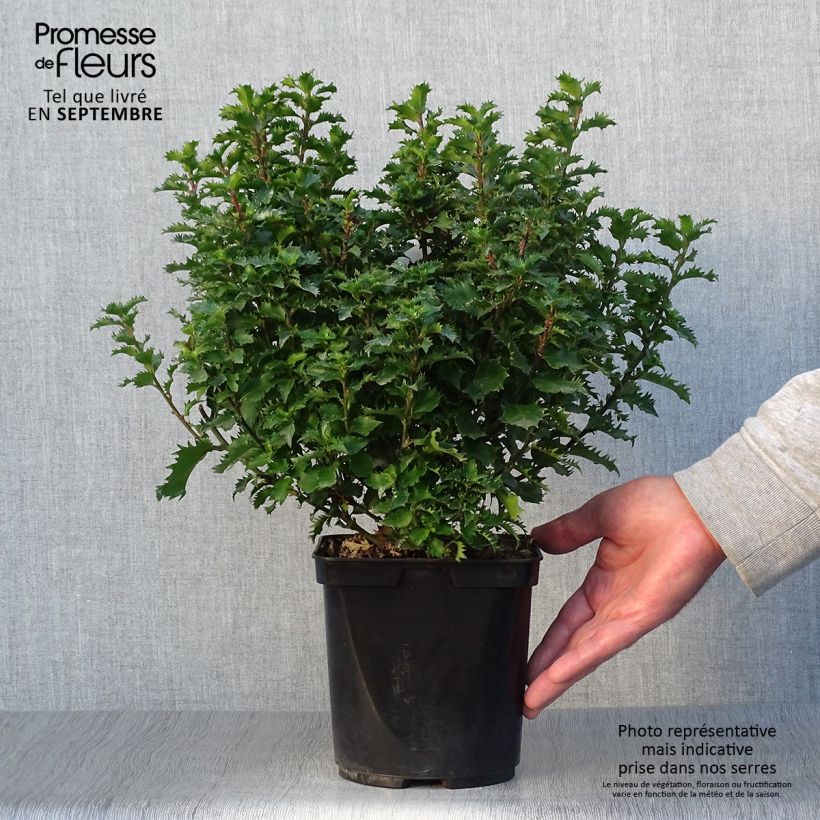 Esemplare di Ilex meserveae Little Rascal - Agrifoglio Vaso da 2L/3L come consegnato in autunno