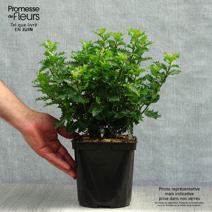 Esemplare di Ilex meserveae Little Rascal - Agrifoglio Vaso da 2L/3L consegnato in estate