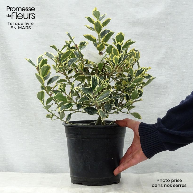 Ilex aquifolium Argenteomarginata - Agrifoglio variegato Vaso da 2L/3L esemplare consegnato in primavera