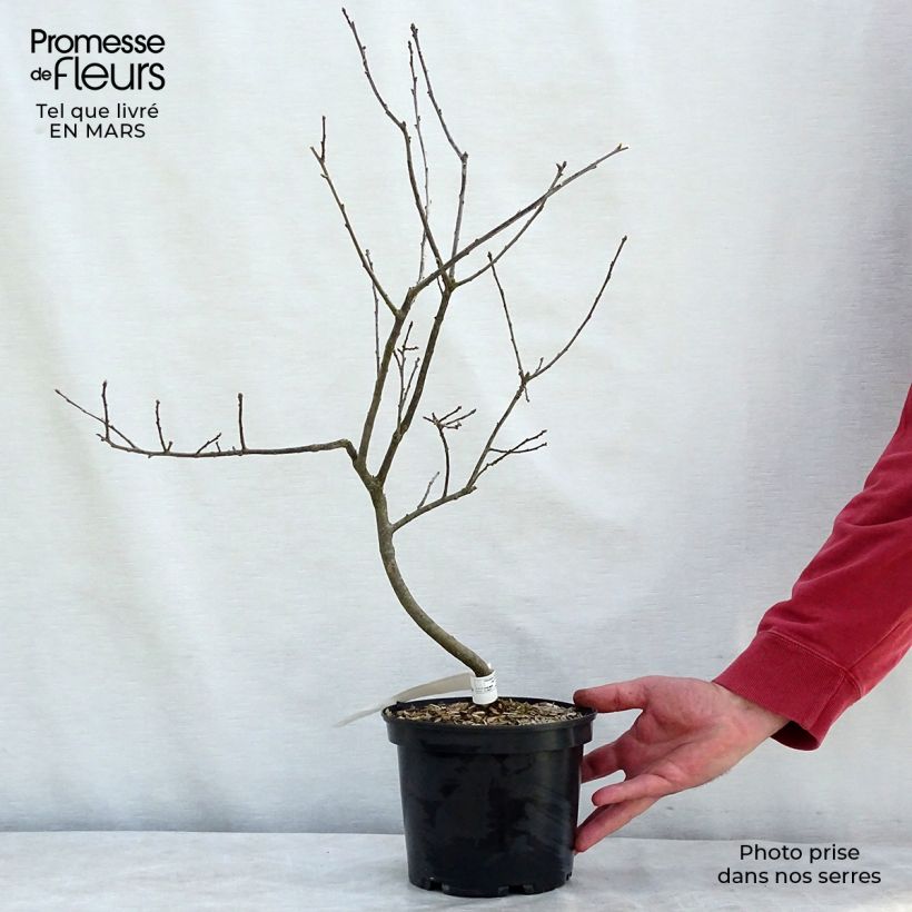 Ilex verticillata Southern Gentleman - Agrifoglio Vaso da 3L/4L esemplare consegnato in inverno