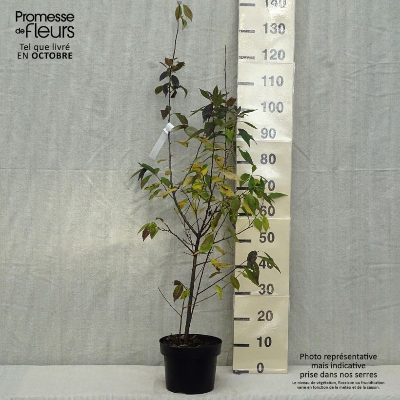 Esemplare di Ilex verticillata Magical Daydream - Agrifoglio Vaso da 4L/5L come consegnato in autunno