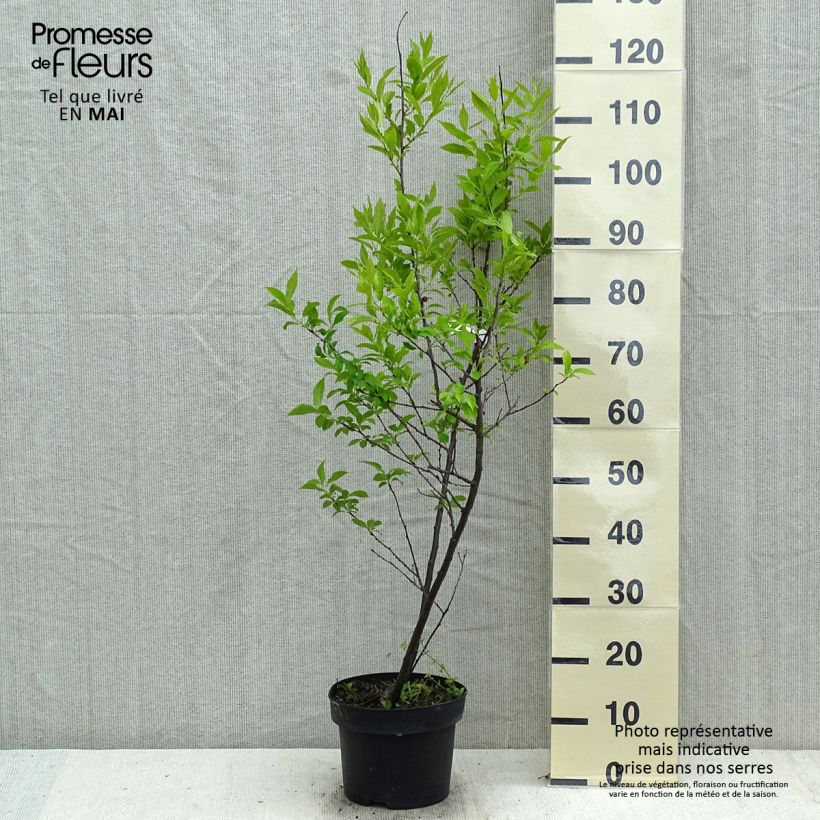 Ilex verticillata Magical Daydream - Agrifoglio Vaso da 4L/5L esemplare consegnato in primavera